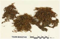 藏品(卷柏苔屬)的圖片